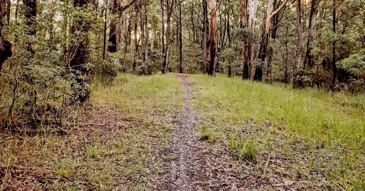 Grassy clearing along the path through Wyoming's rainforest loop