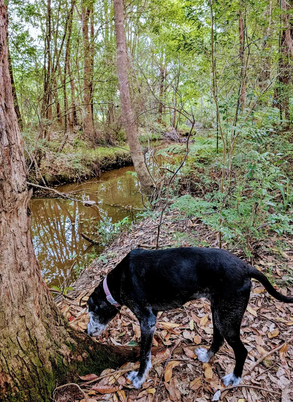 Wyoming reserve dog walk