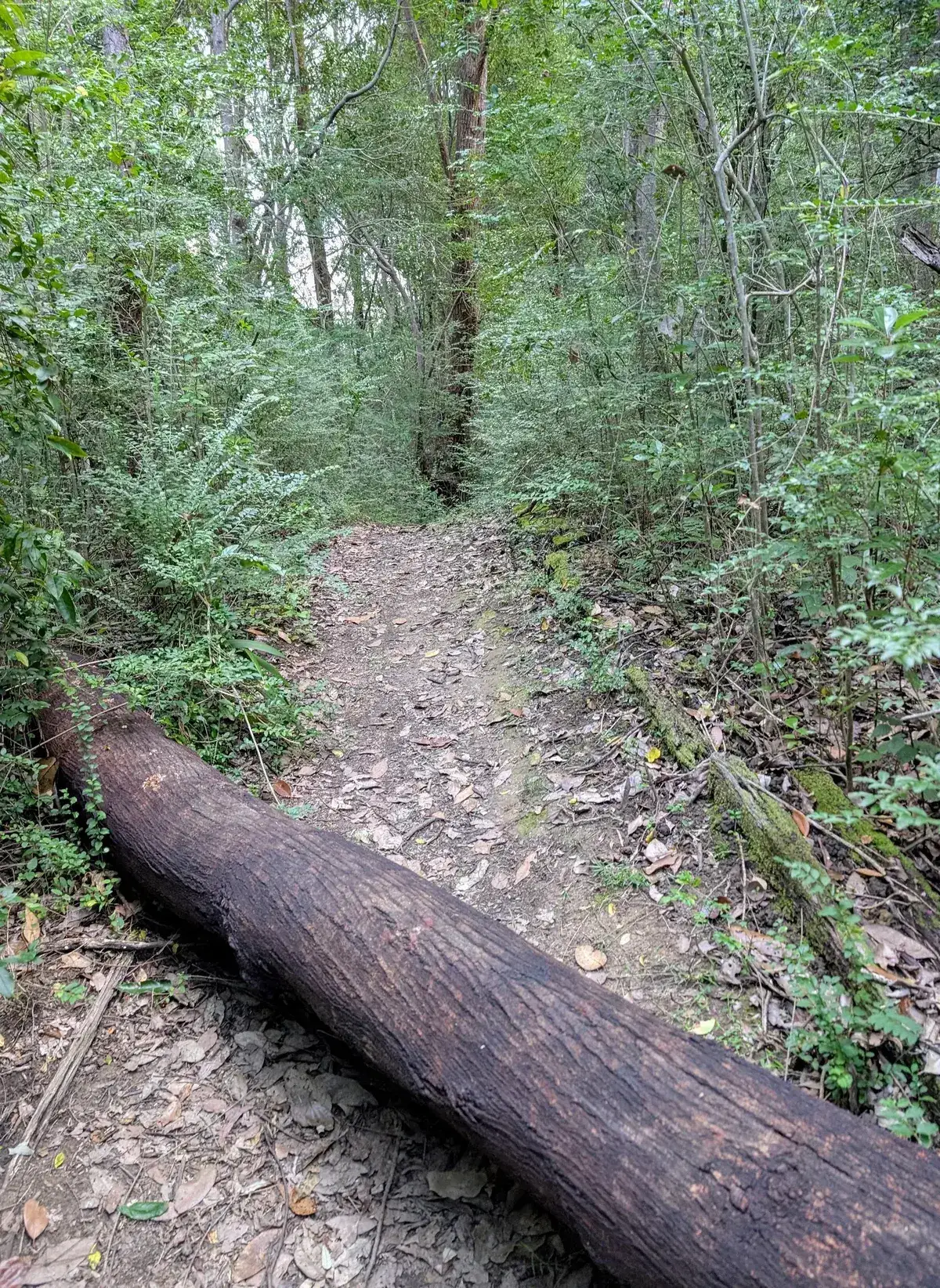 Wyoming reserve dog walk