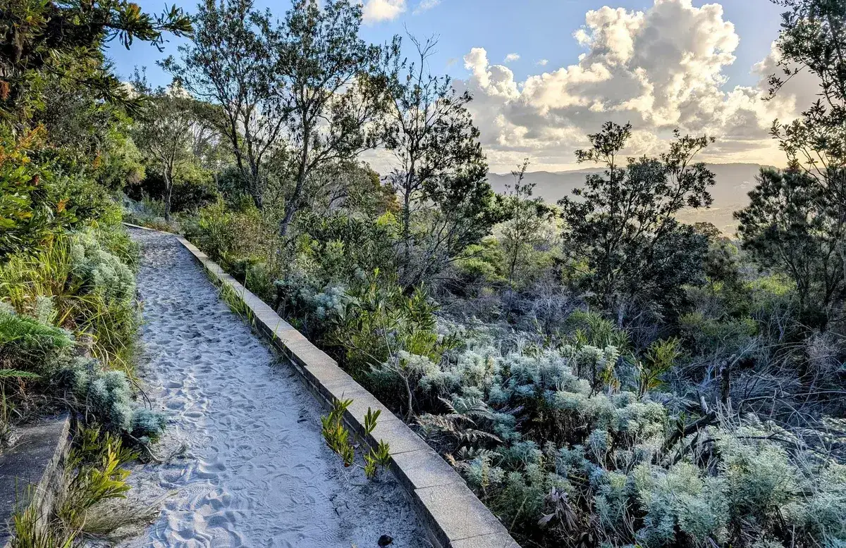 Dirt trail flanked by paperbark trees on the Wyrrabalong coastal walk