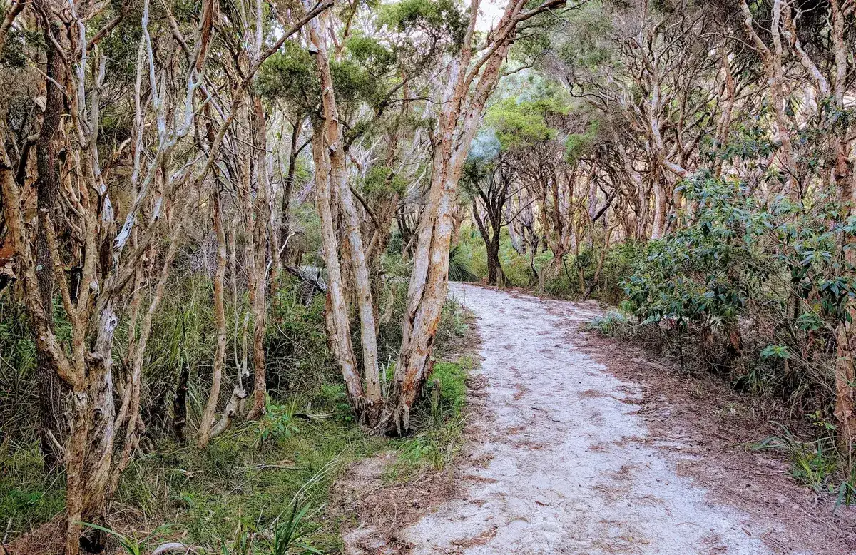 Winding sandy track through twisted tea trees near the coast