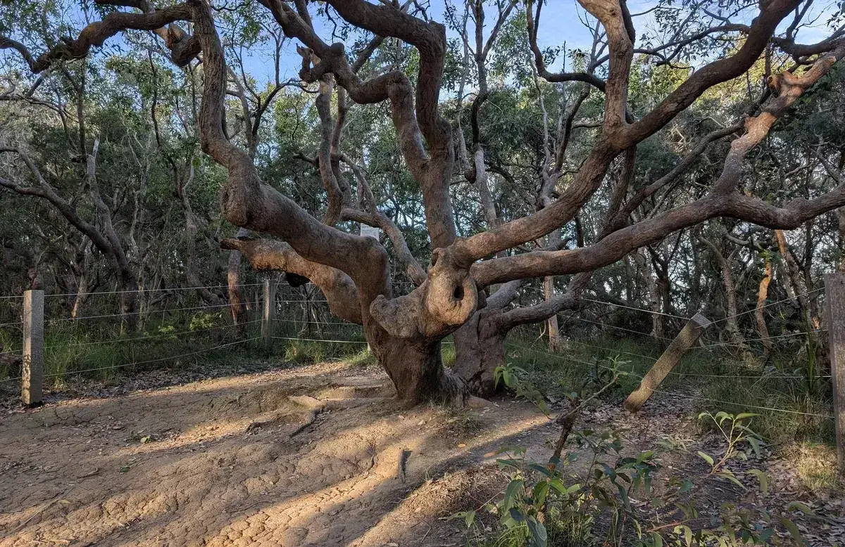 Heritage fig tree with a fenced enclosure along the coastal walk