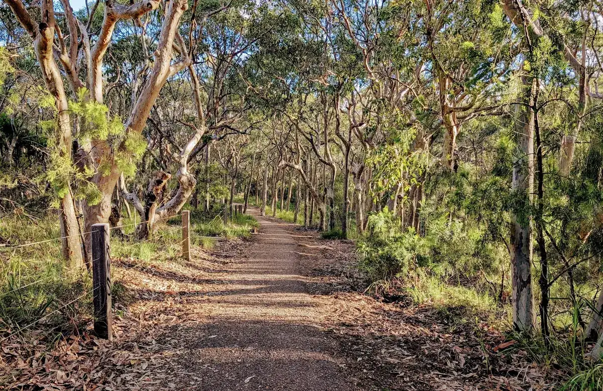 Sandy track through open eucalypt forest on the Wyrrabalong coastal walk