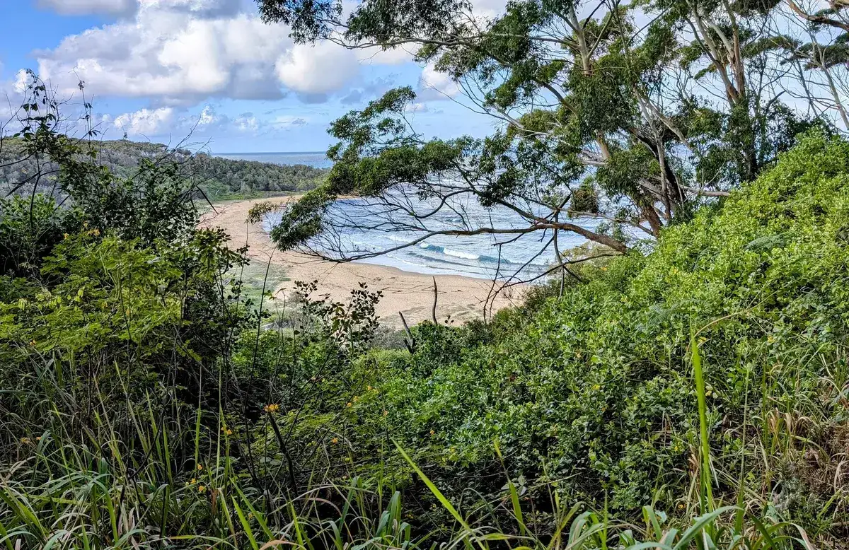 Sandy cove framed by trees along the Wyrrabalong coastal walk